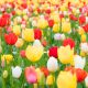 close-up-of-tulips-blooming-in-field-royalty-free-image-1584131616
